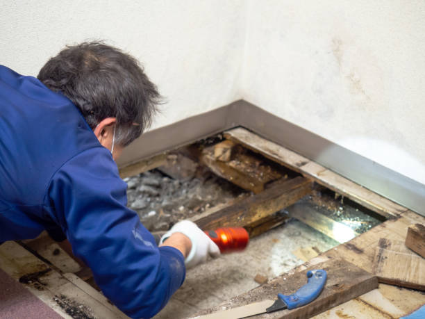 Crawl Space Mold Removal in Newton, MS