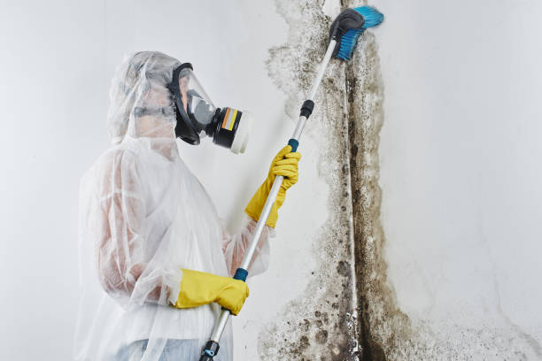Best Black Mold Removal  in Newton, MS