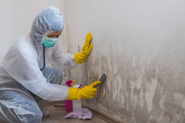 Best Affordable Mold Removal  in Newton, MS