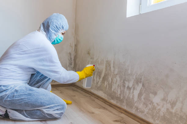 Mold Removal Process in Newton, MS