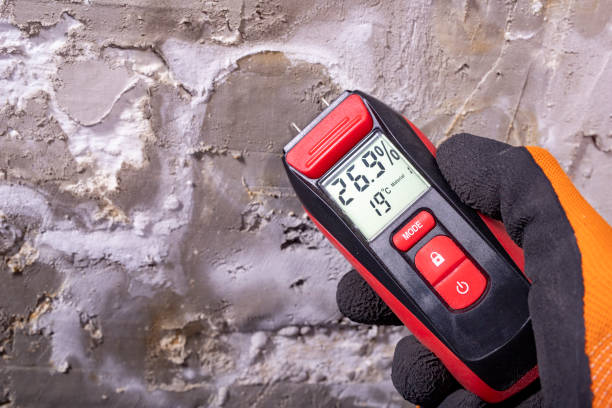 Best Best Mold Removal Companies  in Newton, MS