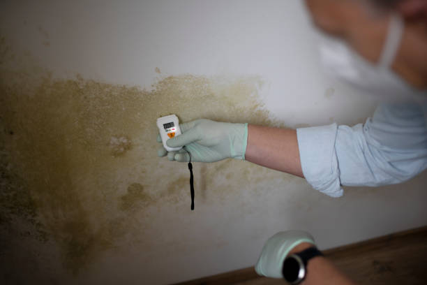 Professional Mold Removal in Newton, MS