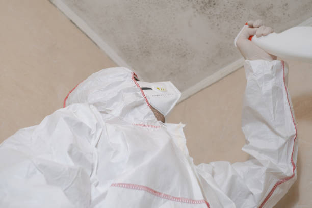 Best Fast Mold Removal  in Newton, MS