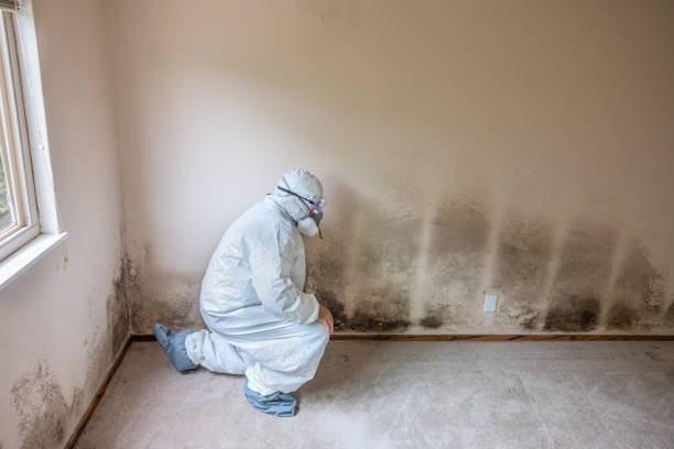 Best Mold Removal and Inspection  in Newton, MS