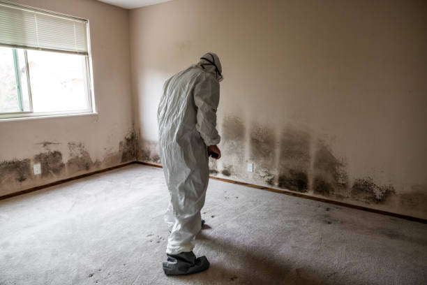 Best Professional Mold Removal  in Newton, MS