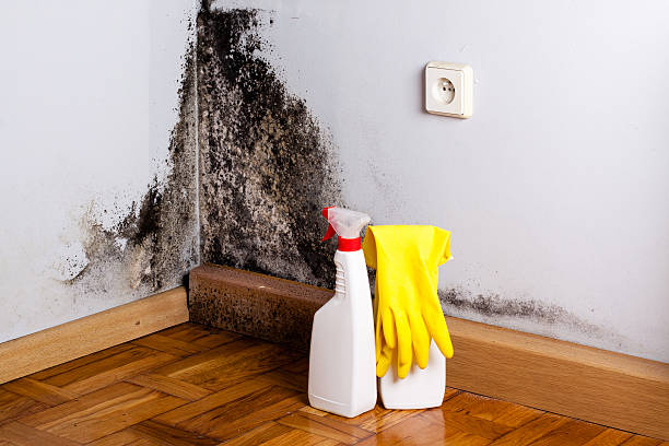 Mold Removal and Inspection in Newton, MS