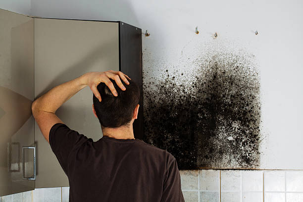 Best Attic Mold Removal  in Newton, MS