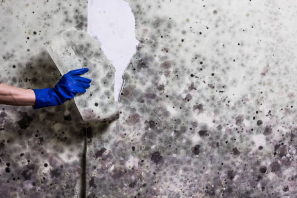 Newton, MS Mold Removal Company
